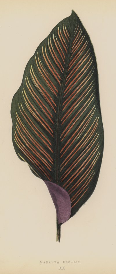 皇家竹芋 作者 英语学校